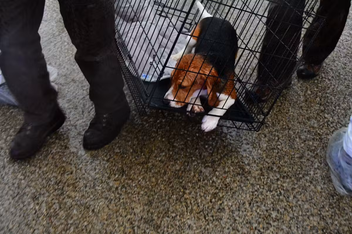 Media coverage of the rescue action at Ridglan Farms