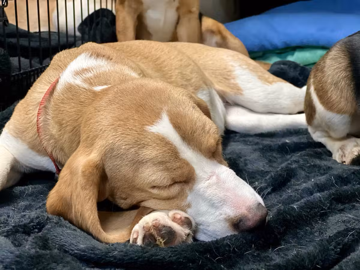 Rescued beagle learning what it means to be loved.