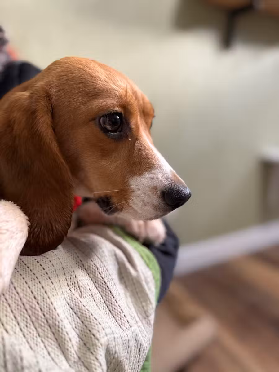 A Ridglan beagle in a safe home for the first time.