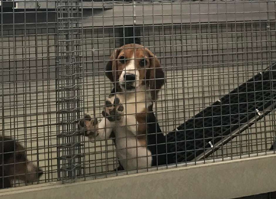 A beagle at the bars of a kennel run