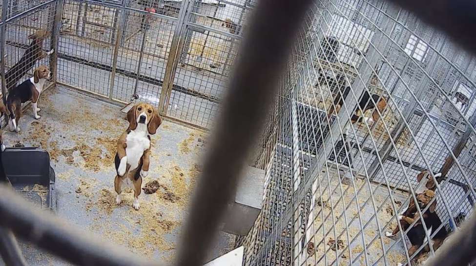Adjoining kennel runs